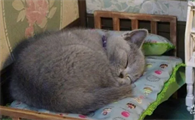 猫咪为什么会尖脸呢