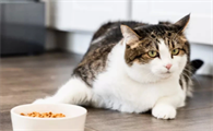 猫可以吃饭不？
