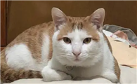 猫咪为什么变得紧张兮兮呢