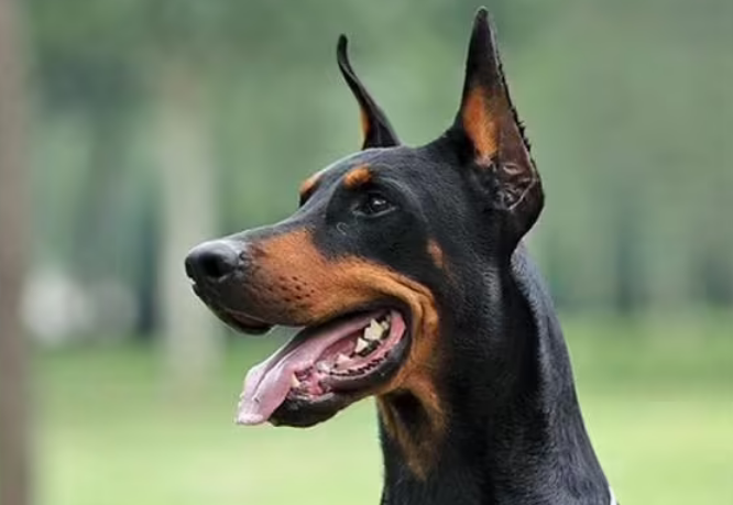 杜宾犬怎么样啊好养吗