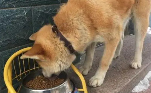 秋田犬如何选狗粮呢