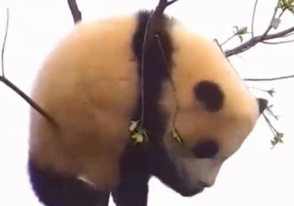熊猫宝宝表演高难度动作,看它那样子果然是有两下子的 熊猫宝宝表演高难度动作,看它那样子果然是有两下子的