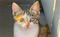 家猫走丢了怎么找回来啊