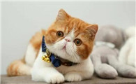 给猫起什么名字最可爱