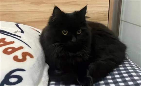玄猫“功能”这么强大,为什么弃养率还这么高呢? 玄猫“功能”这么强大,为什么弃养率还这么高呢?