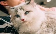 猫咪为什么比较黏人有哪些原因呢