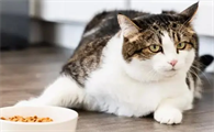 猫咪为什么突然吃不下东西了