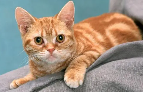 爱猫人士必备的宠物用品——化毛膏 爱猫人士必备的宠物用品——化毛膏