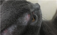 猫癣各个阶段什么样