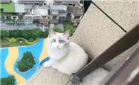 猫敢跳高楼吗
