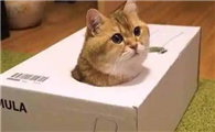 猫咪为什么喜欢钻盒啊