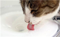 猫咪为什么不能喂糖水啊