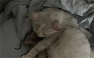 猫宫缩后多久生产正常