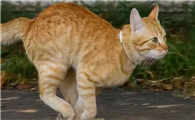 猫咪为什么害怕人追赶呢