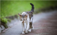 猫为什么要离开家