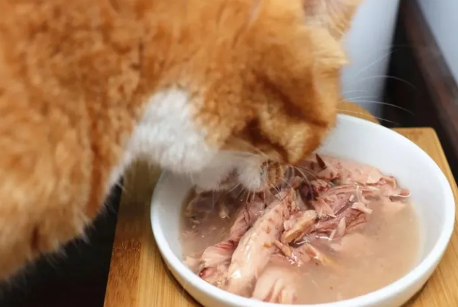 「新」试用 | 新品牌体验之「猫太郎CATTARO」吃肉肉宠物零食汤罐 「新」试用 | 新品牌体验之「猫太郎CATTARO」吃肉肉宠物零食汤罐