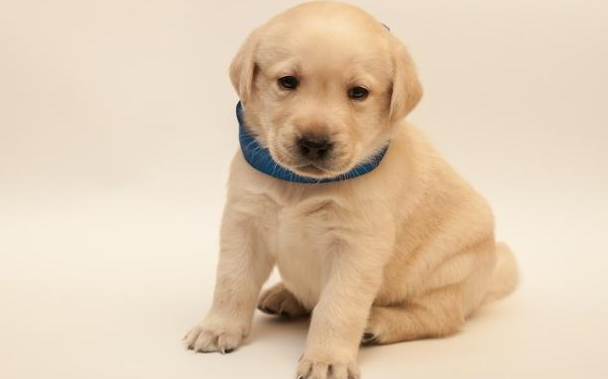 拉布拉多属于大型犬还是中型犬啊