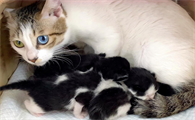 猫猫为什么会把自己的孩子叼出窝