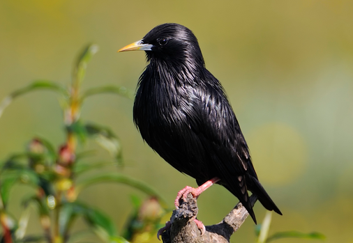 八哥鸟换毛后怎么样养好 八哥鸟换毛后怎么样养好