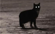 猫咪为什么站着不睡觉