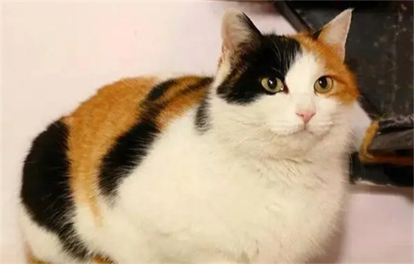 为什么三花猫逐渐在宠物市场“出圈”?网友:养了就不想换猫了 为什么三花猫逐渐在宠物市场“出圈”?网友:养了就不想换猫了