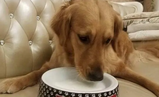 狗狗羊奶粉就选谷登! 狗狗羊奶粉就选谷登!