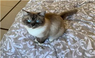 猫晚上出去为什么不回来呢