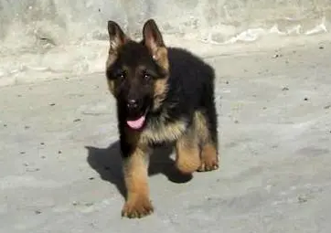 黑背犬怎么样辨认呢