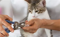 为什么要剪猫咪指甲呢