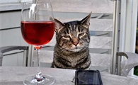 猫喝红酒会不会有什么不良反应
