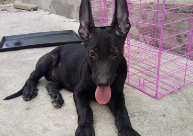 黑狼犬怎么样啊好养吗