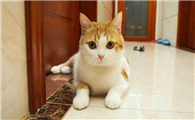 猫咪为什么总是抓地板呢