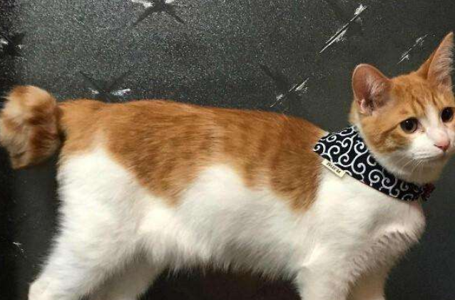 短尾麒麟猫和普通短尾猫的区别 短尾麒麟猫和普通短尾猫的区别