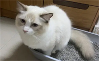 猫咪撒尿为什么粘毛啊