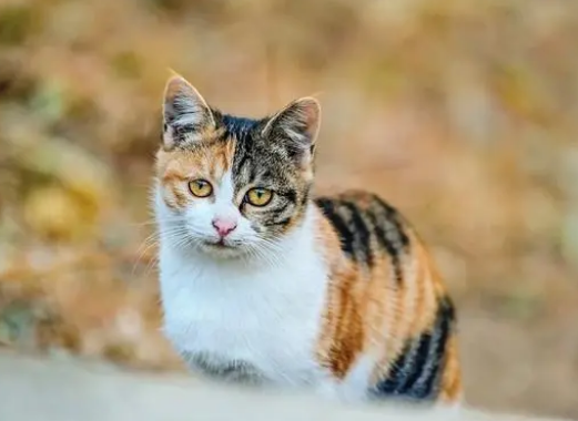 颜值高的三花猫怎么样