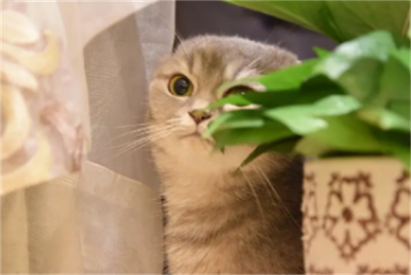 端午猫是什么花色？喜欢的赶紧来看看~ 