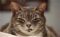 猫咪为什么这么招人讨厌的原因