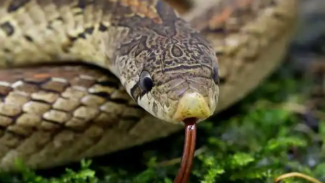 台湾小头蛇有毒吗?