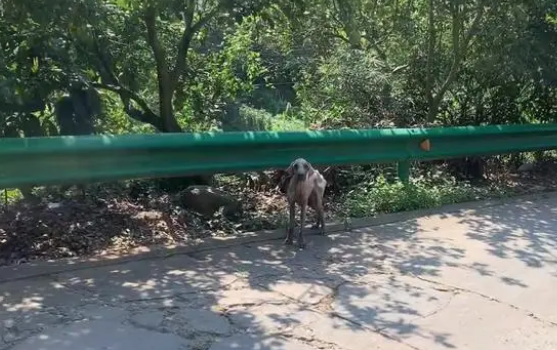 经过2天寻找，深山里的流浪拉布拉多才被找到，而这也是它的幸运