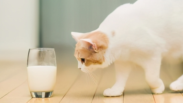 滨莉宠物食品怎么样？