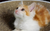 猫怎么样是要拉屎的表现