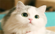 为什么不让猫咪当警犬养呢