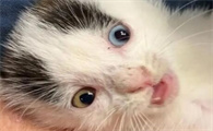 买了星期猫怎么应对