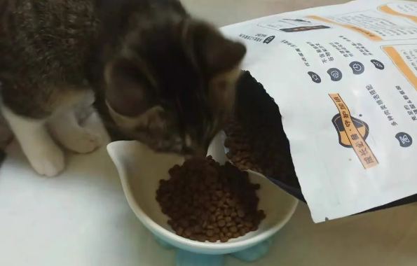 爱顿仕猫粮哪里可以买 爱顿仕猫粮哪里可以买