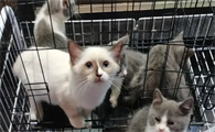 怎么快速将猫咪卖出去呢