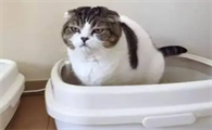 猫咪为什么老是便秘呢怎么办
