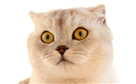 猫咪为什么老是生气不理人怎么回事