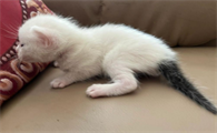 雪里拖枪猫是什么品种的猫