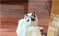 为什么猫咪喜欢把头窝在手里呀