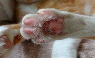 猫咪为什么喜欢用前爪子蹭东西
